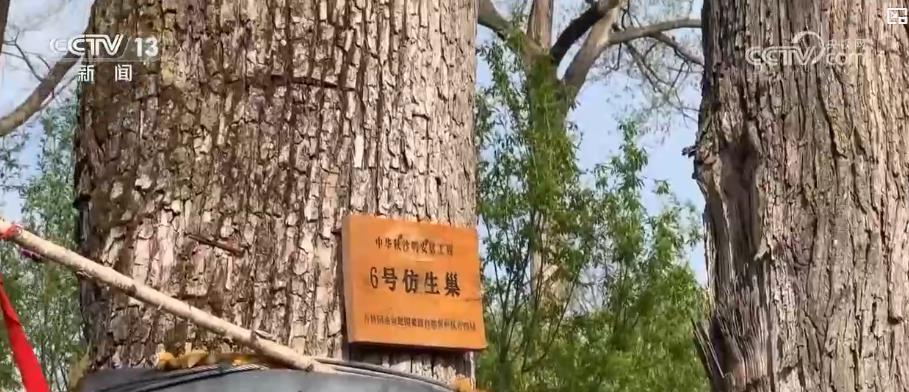 多举措绘就生态画卷:珍稀物种种群恢复 栖息地生机盎然 多举措绘就生态画卷:珍稀物种种群恢复 栖息地生机盎然