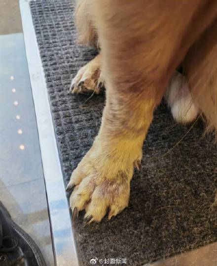 成都IFS工作犬被质疑抑郁 训导员：没有，会继续“上岗”