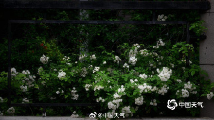 北京街头月季蔷薇映日开