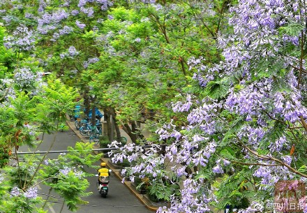 浪漫预警！谁懂成都浪漫紫的含金量