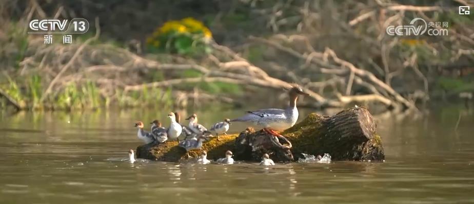 多举措绘就生态画卷:珍稀物种种群恢复 栖息地生机盎然 多举措绘就生态画卷:珍稀物种种群恢复 栖息地生机盎然