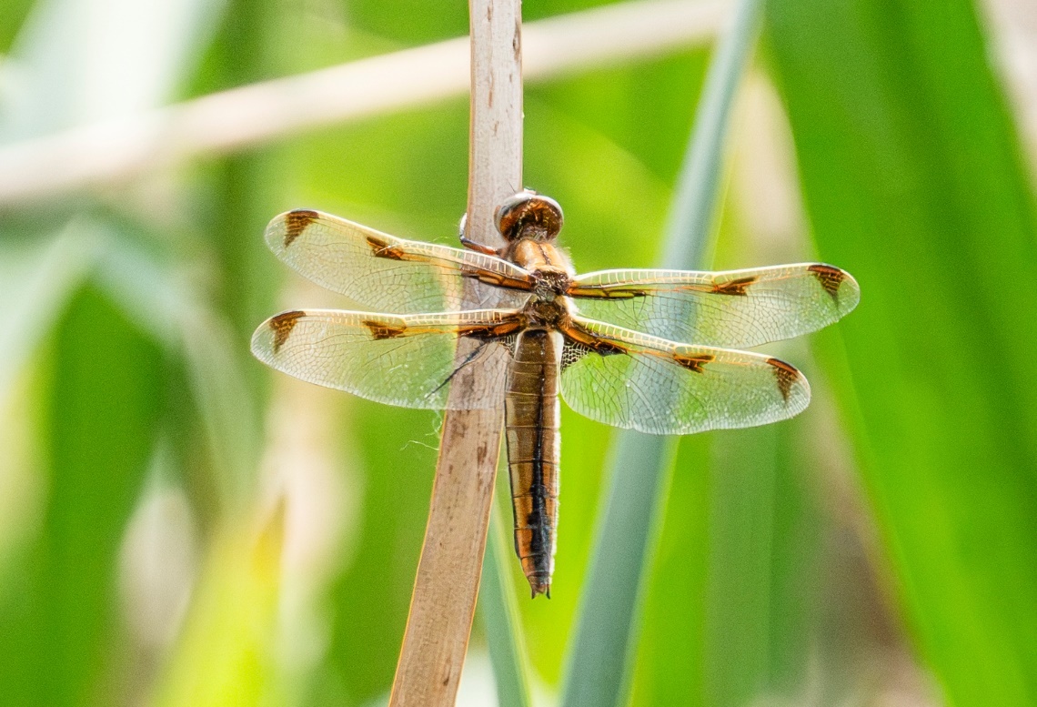“极危”物种低斑蜻,现身白洋淀 “极危”物种低斑蜻,现身白洋淀