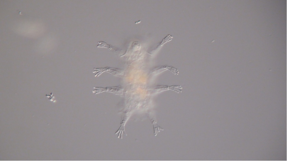 中国科学家给“地表最强”水熊“纹身”，还能操控它“跳舞”