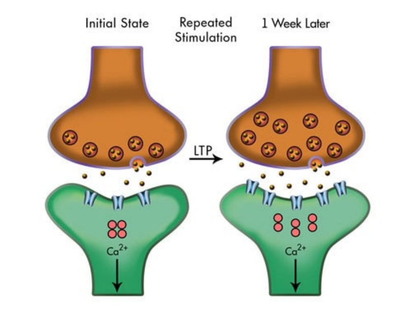 大脑如何编织记忆?科学家发现神经元“分工合作”机制 大脑如何编织记忆?科学家发现神经元“分工合作”机制