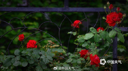 北京街头月季蔷薇映日开