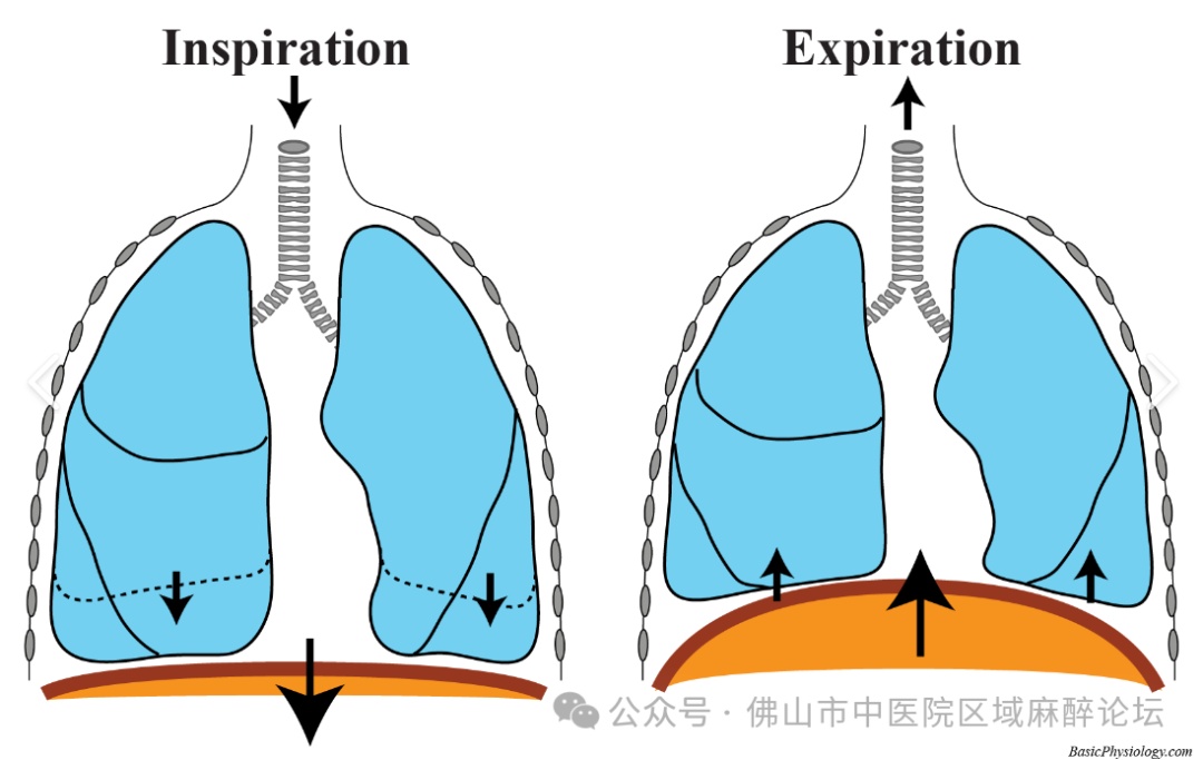 笑到肚子疼?或许是你的腹肌和膈肌在“打架” 笑到肚子疼?或许是你的腹肌和膈肌在“打架”