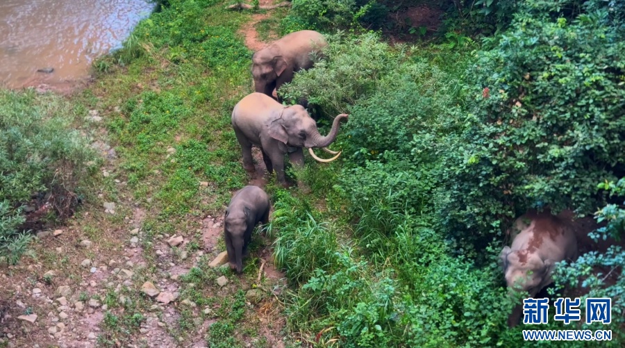 一年过去了,我国首头被放归的救助象“阿宝”怎么样了 一年过去了,我国首头被放归的救助象“阿宝”怎么样了