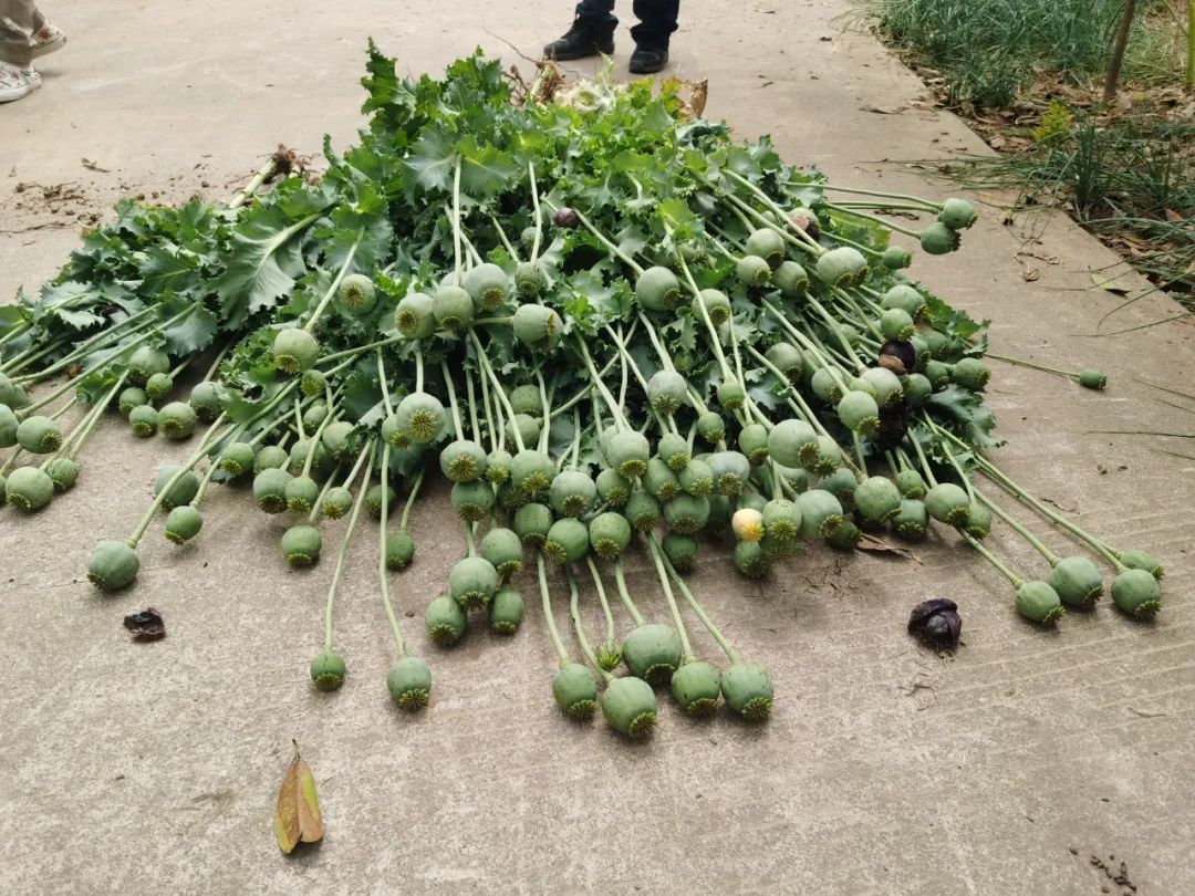 一村民种植“罂粟”竟为喂鸡？警方：违法！