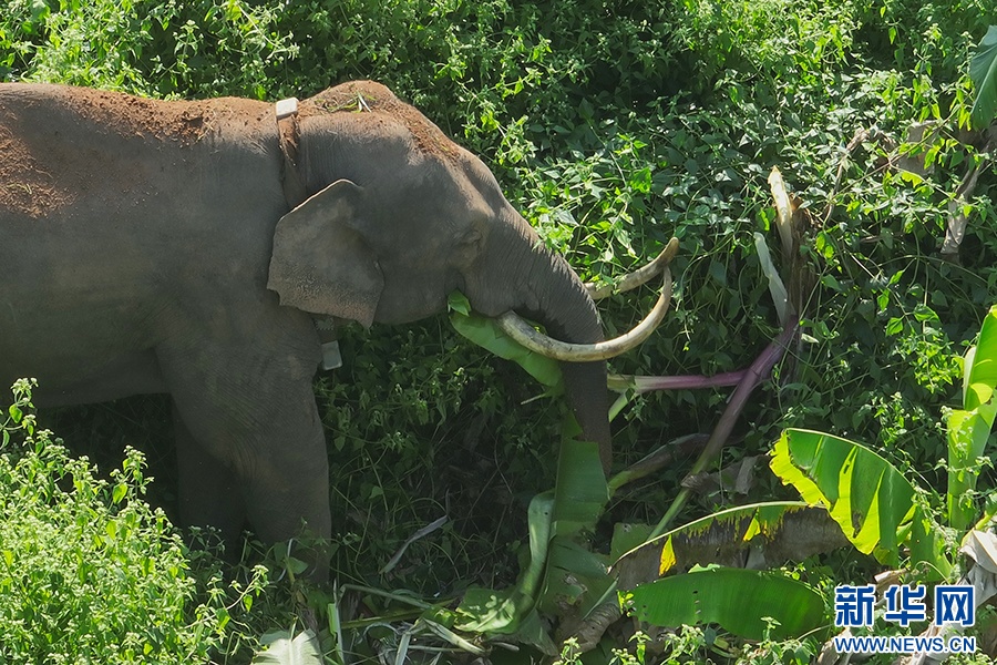 一年过去了,我国首头被放归的救助象“阿宝”怎么样了 一年过去了,我国首头被放归的救助象“阿宝”怎么样了