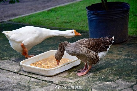 巴西养殖场发生高致病性禽流感疫情
