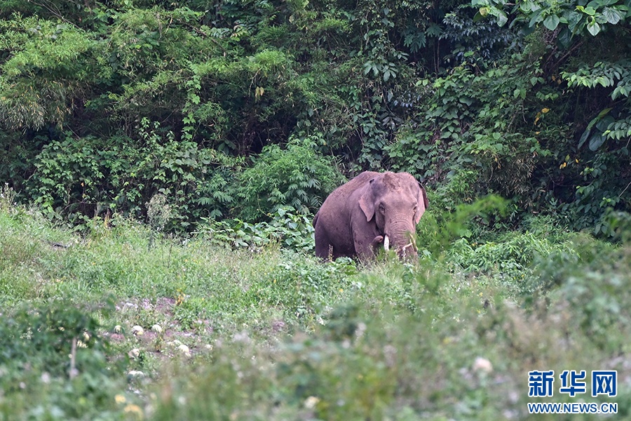 一年过去了,我国首头被放归的救助象“阿宝”怎么样了 一年过去了,我国首头被放归的救助象“阿宝”怎么样了