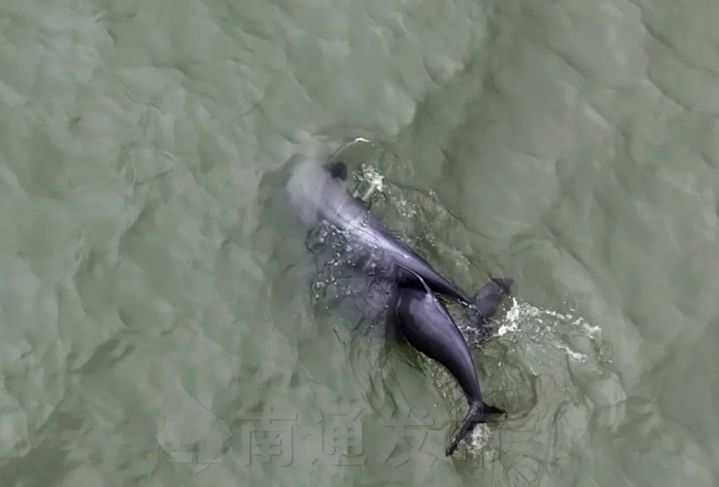 超10000头次！南通发布江豚声学监测数据