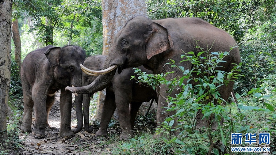 一年过去了,我国首头被放归的救助象“阿宝”怎么样了 一年过去了,我国首头被放归的救助象“阿宝”怎么样了