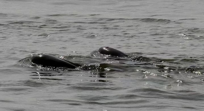 超10000头次！南通发布江豚声学监测数据