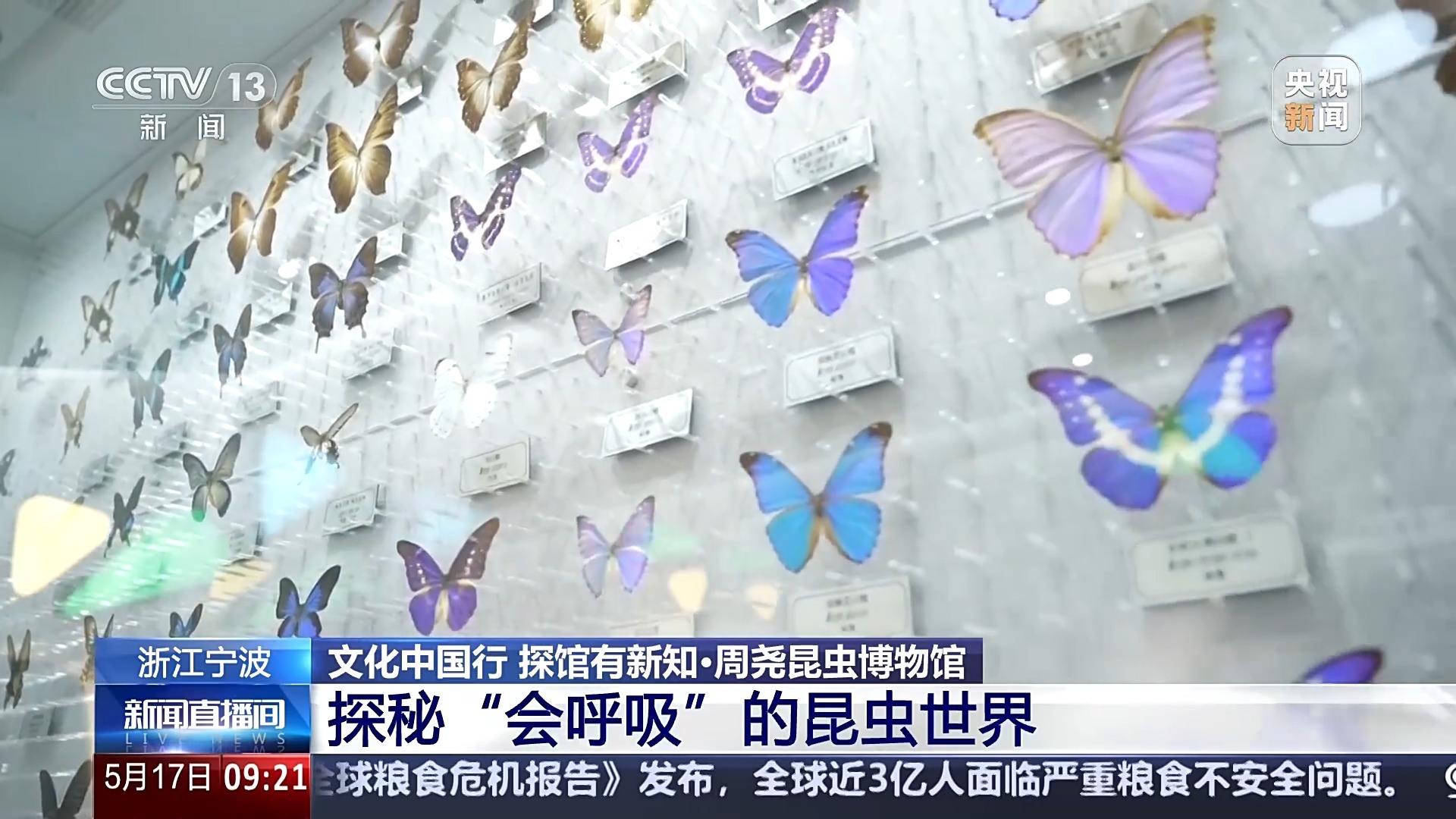 文化中国行丨3000多岁的对“象”、奇幻的昆虫世界……这些博物馆能玩又能学 文化中国行丨3000多岁的对“象”、奇幻的昆虫世界……这些博物馆能玩又能学