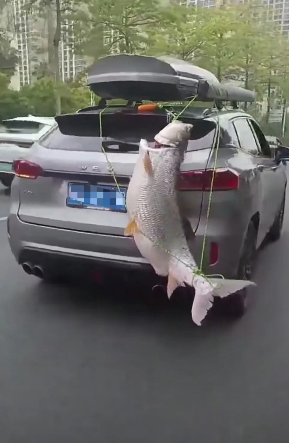 广西一男子将一米多长巨型鱼绑车尾巡游炫耀,交警回应:违反交规,已通知车主来处理 广西一男子将一米多长巨型鱼绑车尾巡游炫耀,交警回应:违反交规,已通知车主来处理