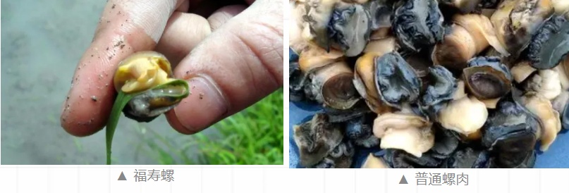 一地已大量出现,千万别误食!寄生虫多达6000条,感染严重可致死 一地已大量出现,千万别误食!寄生虫多达6000条,感染严重可致死