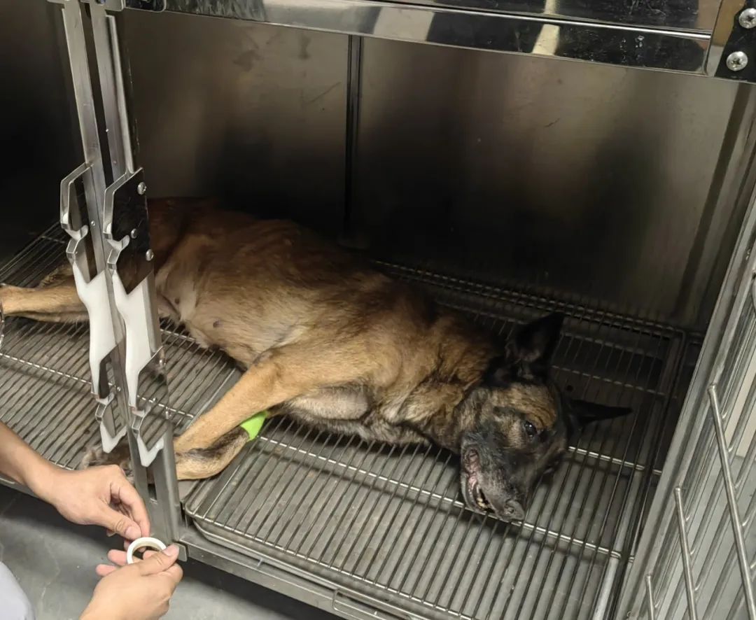 “极君星”走了……