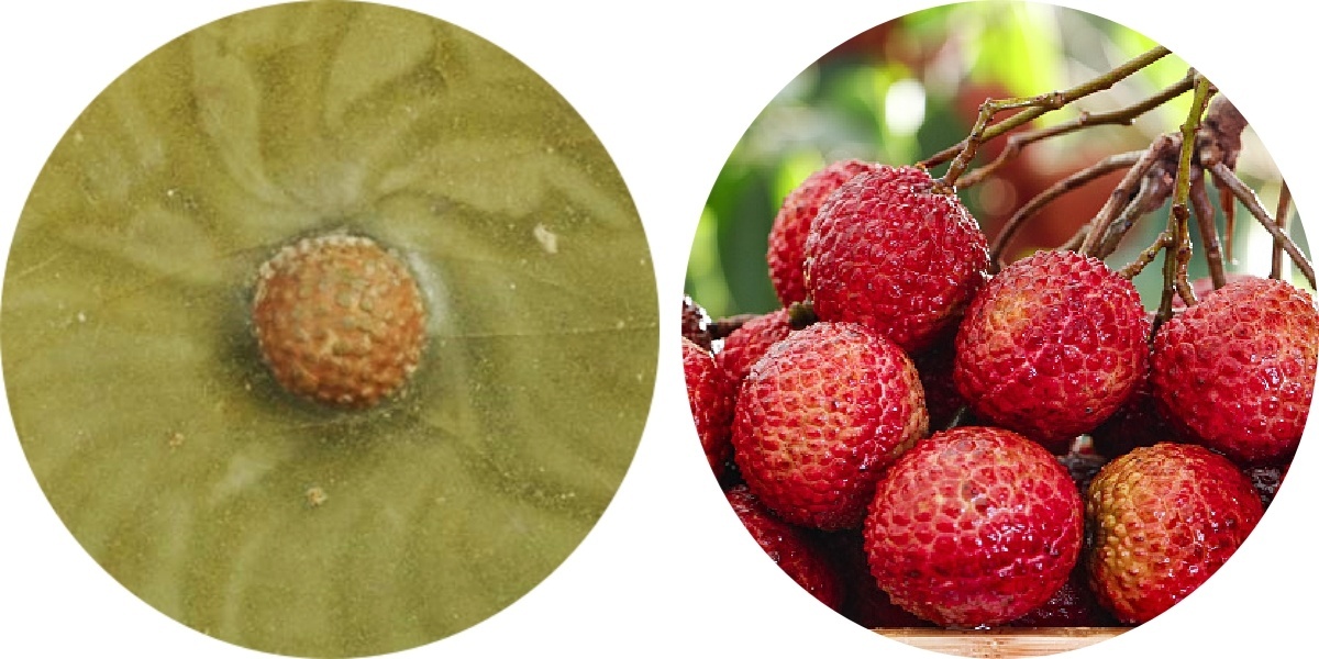 文博日历丨这颗荔枝“保鲜”700年 文博日历丨这颗荔枝“保鲜”700年