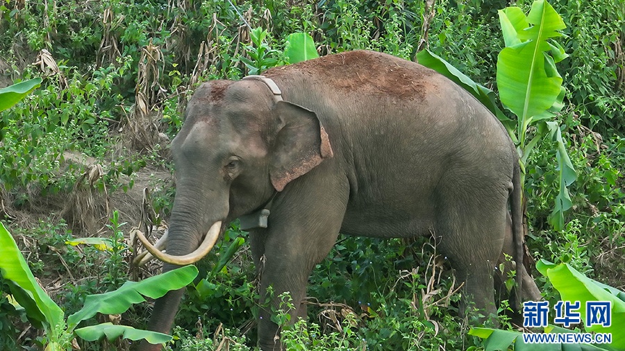 一年过去了,我国首头被放归的救助象“阿宝”怎么样了 一年过去了,我国首头被放归的救助象“阿宝”怎么样了