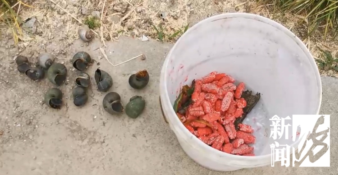 一地已大量出现,千万别误食!寄生虫多达6000条,感染严重可致死 一地已大量出现,千万别误食!寄生虫多达6000条,感染严重可致死