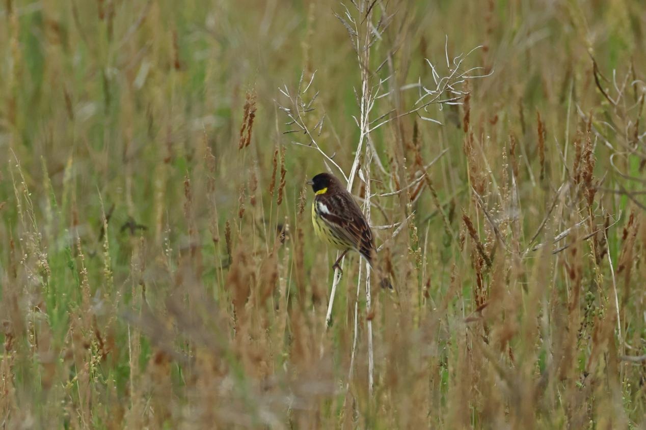 湖南新宁生态保护显成效 珍稀物种黄胸鹀与水晶兰群落首现 湖南新宁生态保护显成效 珍稀物种黄胸鹀与水晶兰群落首现