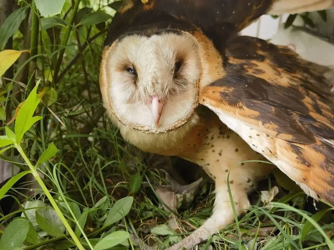 “有困难找警察”已传到鸟界?受伤“猴脸”怪鸟深夜悄悄飞进派出所… “有困难找警察”已传到鸟界?受伤“猴脸”怪鸟深夜悄悄飞进派出所…