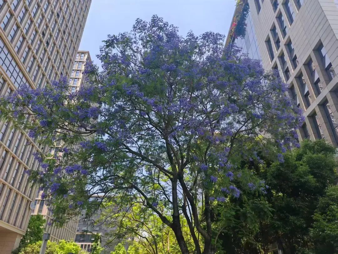 天气丨重庆将冲37℃!感觉到热起来了吗? 天气丨重庆将冲37℃!感觉到热起来了吗?