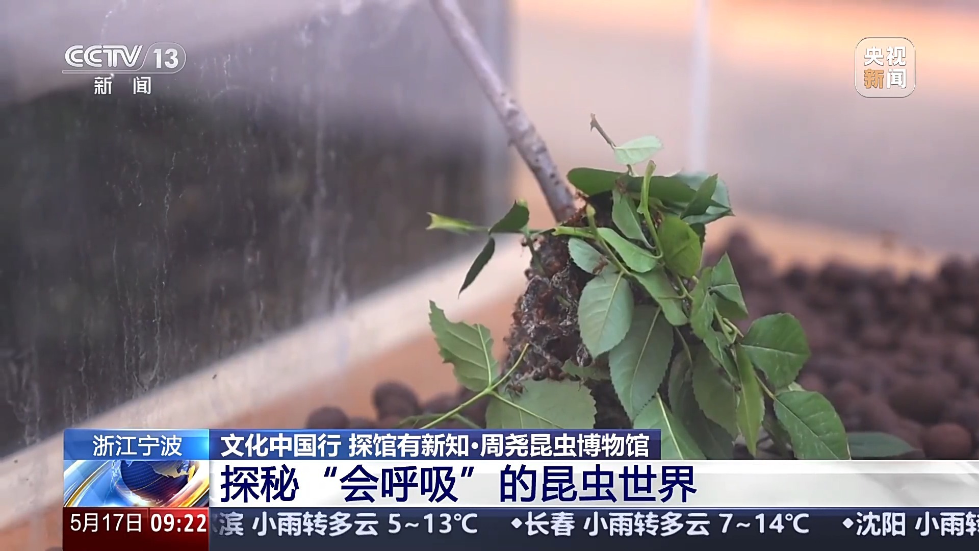 文化中国行丨3000多岁的对“象”、奇幻的昆虫世界……这些博物馆能玩又能学 文化中国行丨3000多岁的对“象”、奇幻的昆虫世界……这些博物馆能玩又能学