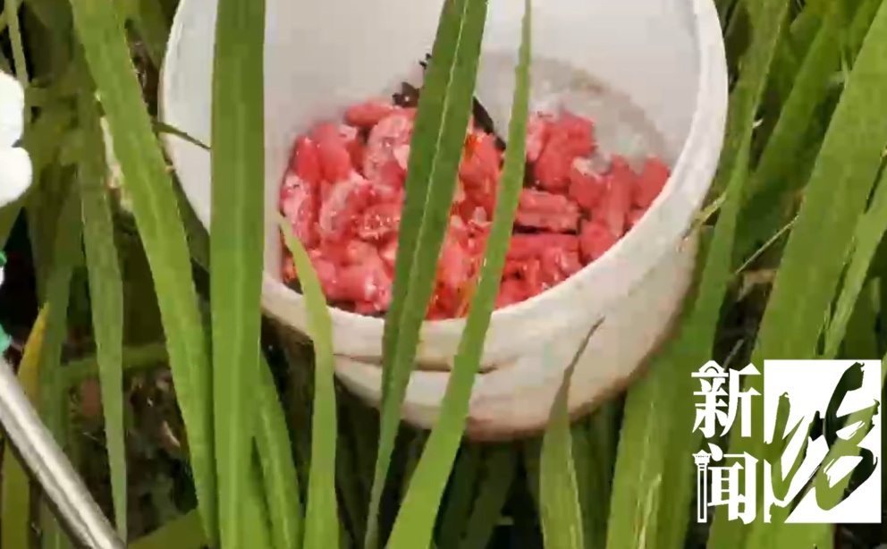 一地已大量出现,千万别误食!寄生虫多达6000条,感染严重可致死 一地已大量出现,千万别误食!寄生虫多达6000条,感染严重可致死