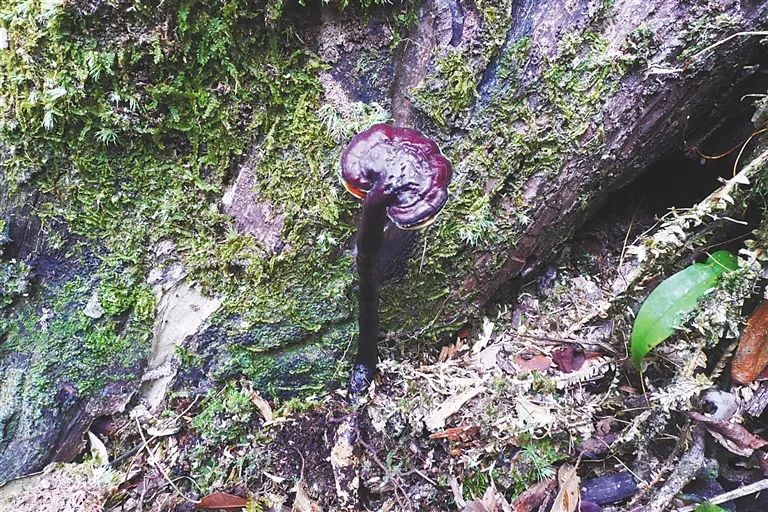 再添“新成员”！海南发现一批新物种新记录→