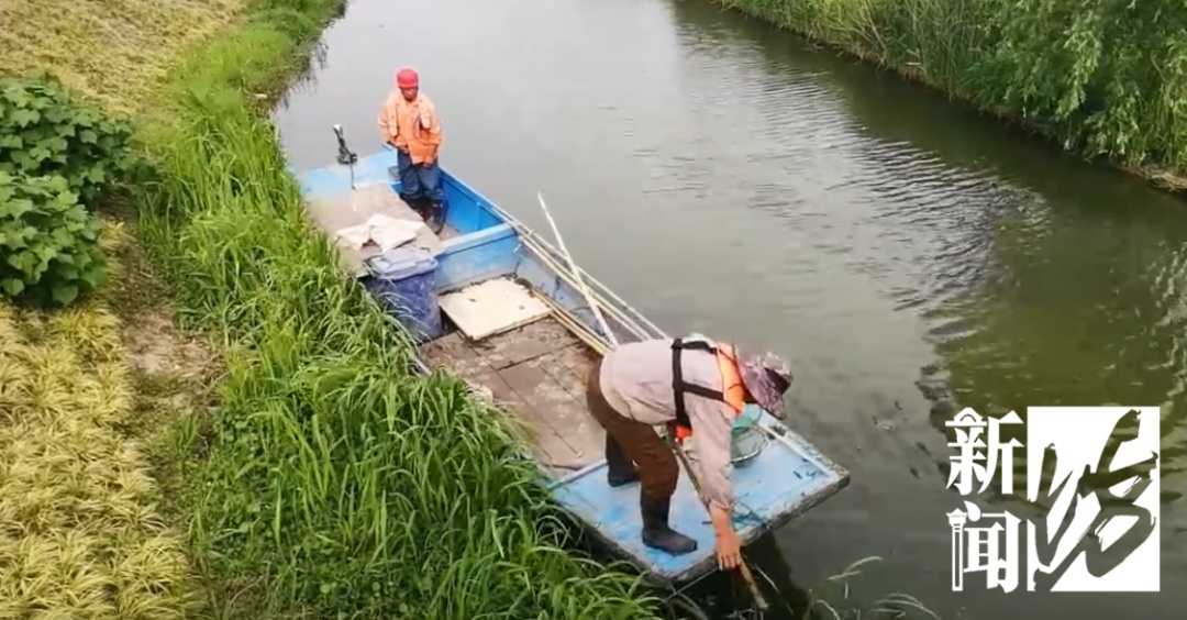 一地已大量出现,千万别误食!寄生虫多达6000条,感染严重可致死 一地已大量出现,千万别误食!寄生虫多达6000条,感染严重可致死
