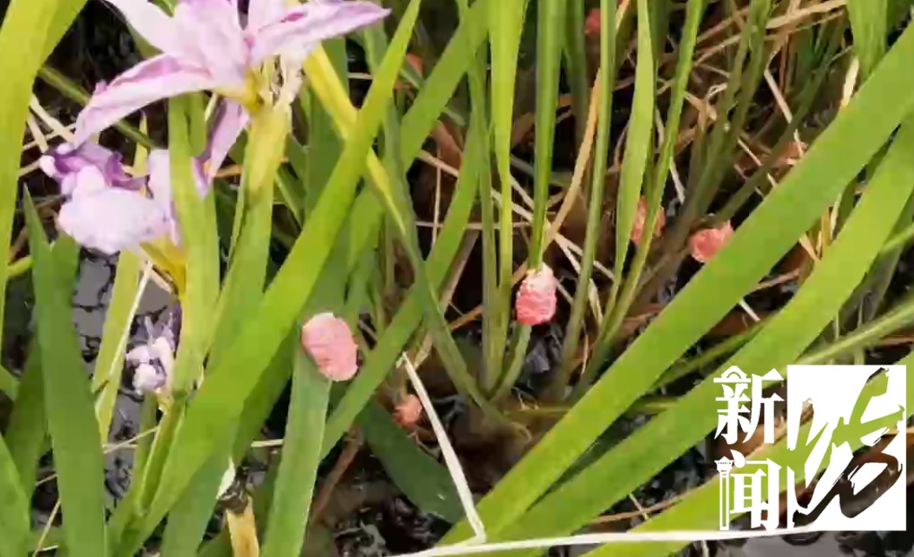 一地已大量出现,千万别误食!寄生虫多达6000条,感染严重可致死 一地已大量出现,千万别误食!寄生虫多达6000条,感染严重可致死