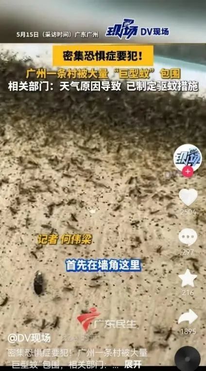 广州一村出现“巨型蚊”，村委会回应：不叮咬人不传播疾病