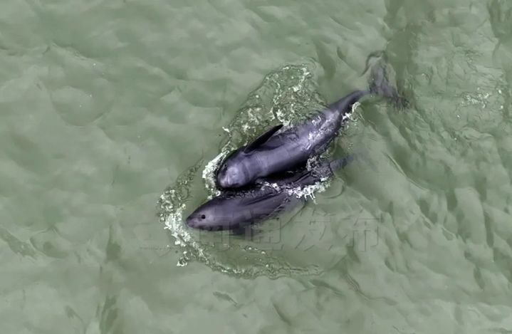 超10000头次！南通发布江豚声学监测数据