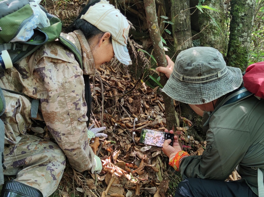 湖南新宁生态保护显成效 珍稀物种黄胸鹀与水晶兰群落首现 湖南新宁生态保护显成效 珍稀物种黄胸鹀与水晶兰群落首现