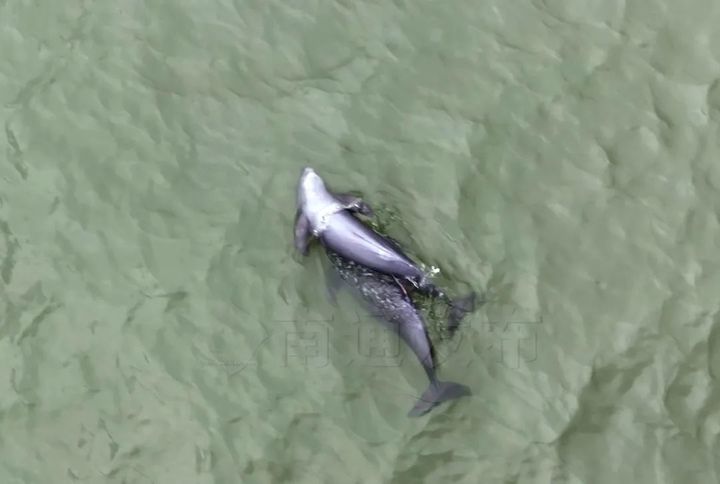 超10000头次！南通发布江豚声学监测数据