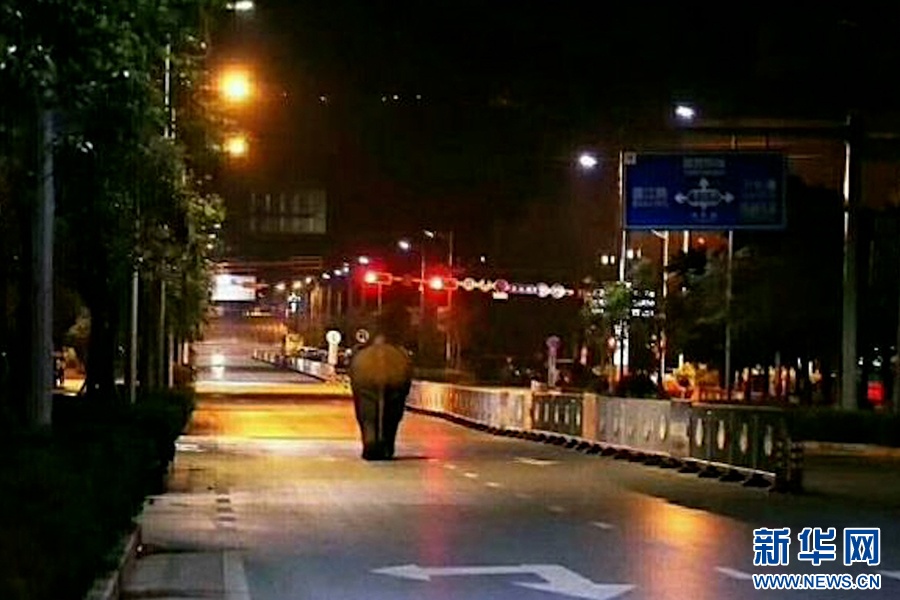 一年过去了,我国首头被放归的救助象“阿宝”怎么样了 一年过去了,我国首头被放归的救助象“阿宝”怎么样了