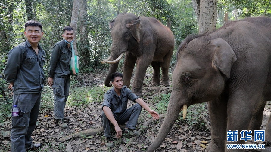 一年过去了,我国首头被放归的救助象“阿宝”怎么样了 一年过去了,我国首头被放归的救助象“阿宝”怎么样了