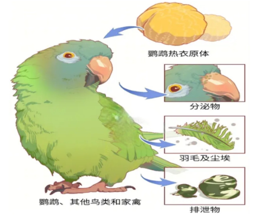 多例确诊！严重可致死！快自查，家里有这个的要小心