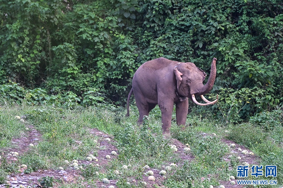 一年过去了,我国首头被放归的救助象“阿宝”怎么样了 一年过去了,我国首头被放归的救助象“阿宝”怎么样了