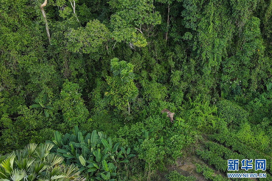 一年过去了,我国首头被放归的救助象“阿宝”怎么样了 一年过去了,我国首头被放归的救助象“阿宝”怎么样了