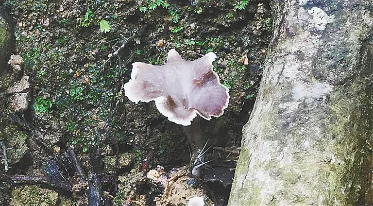 再添“新成员”！海南发现一批新物种新记录→