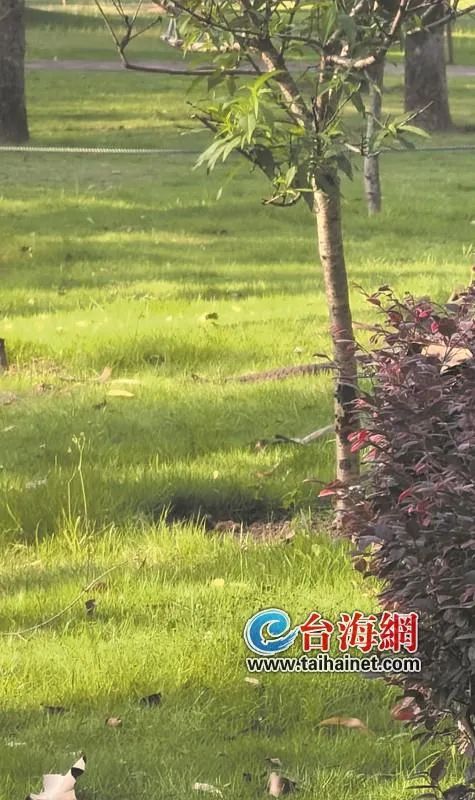 厦门忠仑公园出现两条大蛇,园方、专家回应 厦门忠仑公园出现两条大蛇,园方、专家回应