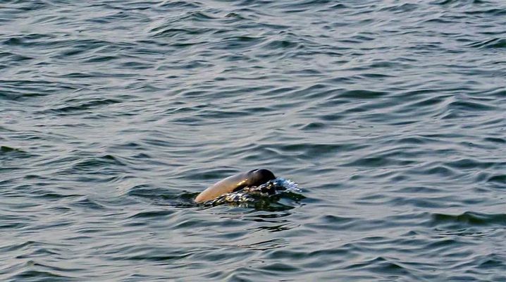 超10000头次！南通发布江豚声学监测数据