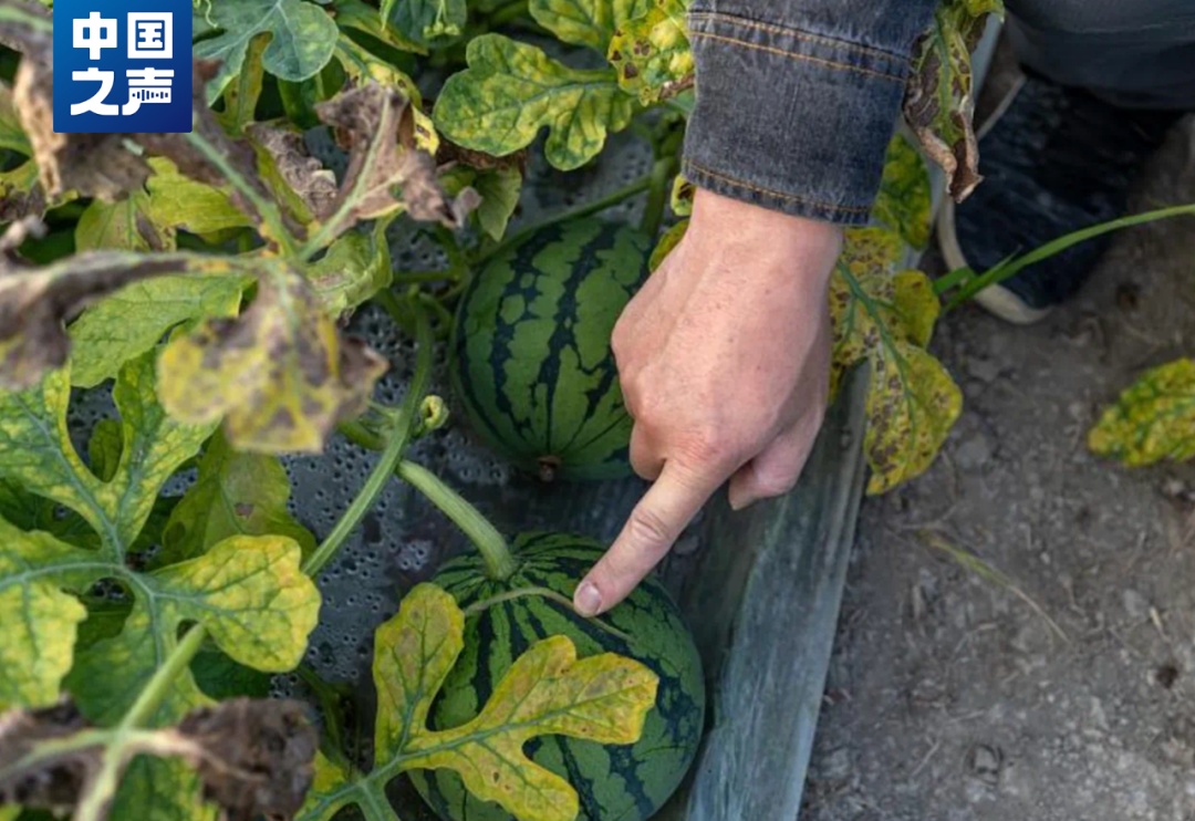 拍拍西瓜就能月入过万？这类人才很抢手