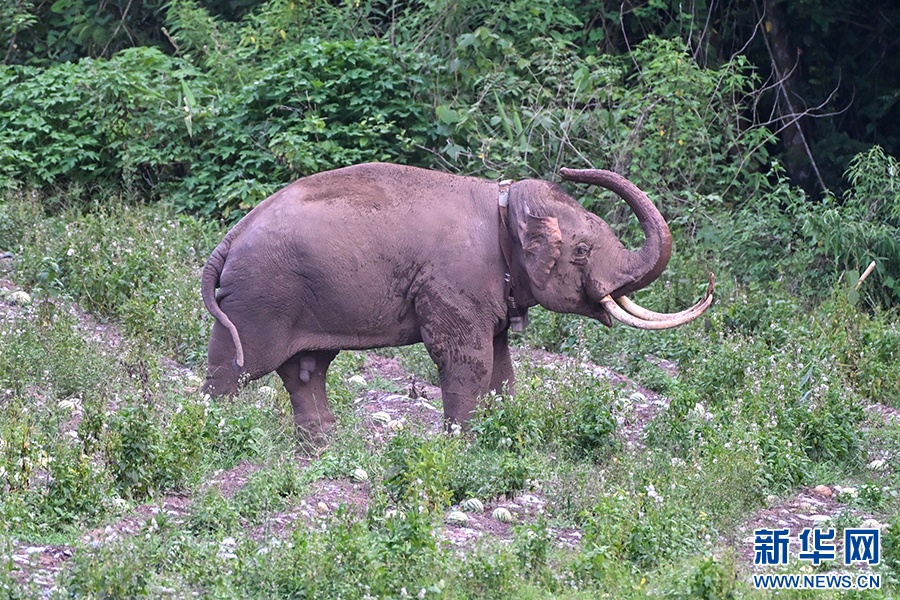 一年过去了,我国首头被放归的救助象“阿宝”怎么样了 一年过去了,我国首头被放归的救助象“阿宝”怎么样了