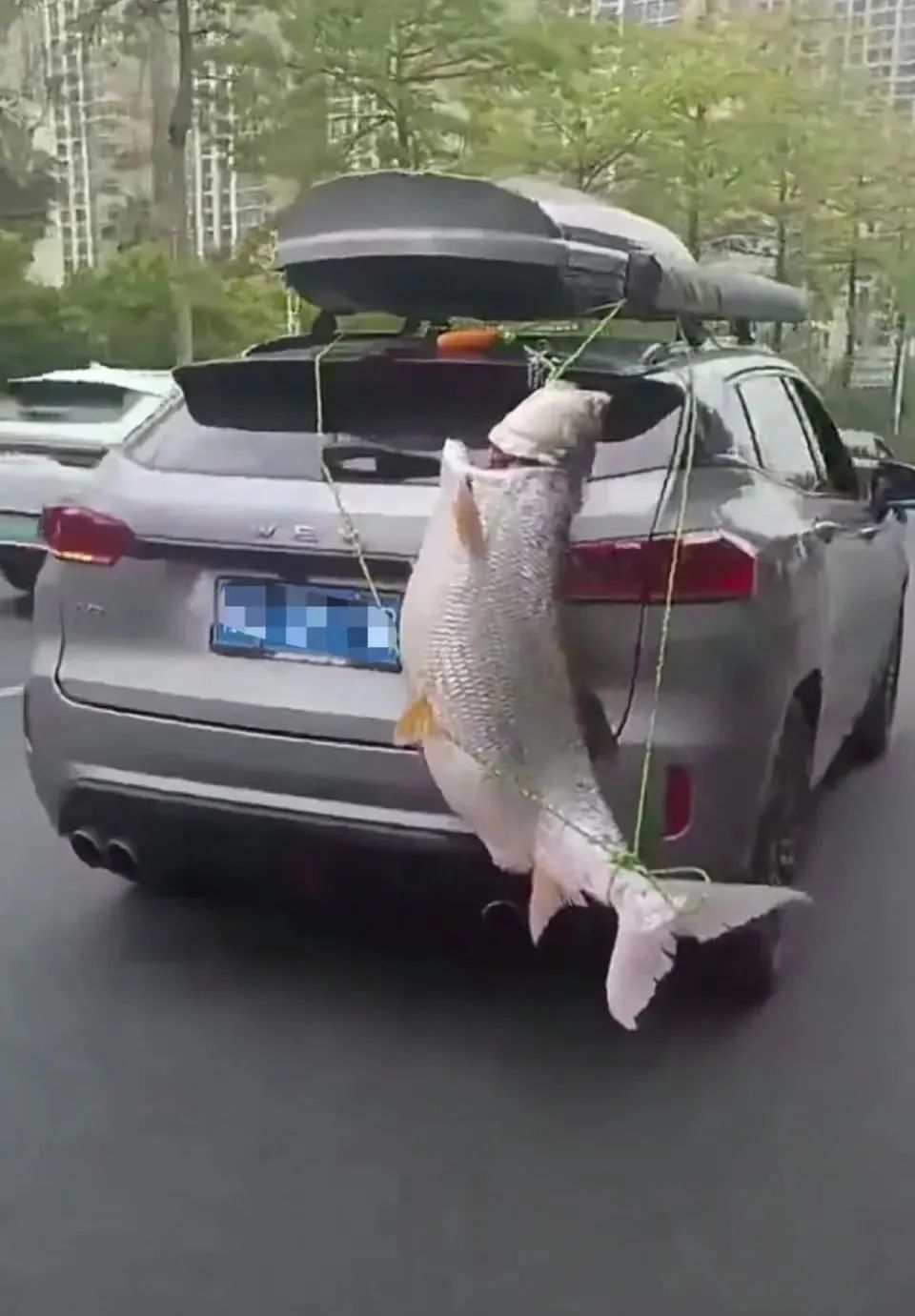 男子将一米多长巨型鱼绑车尾巡游炫耀，交警大队回应