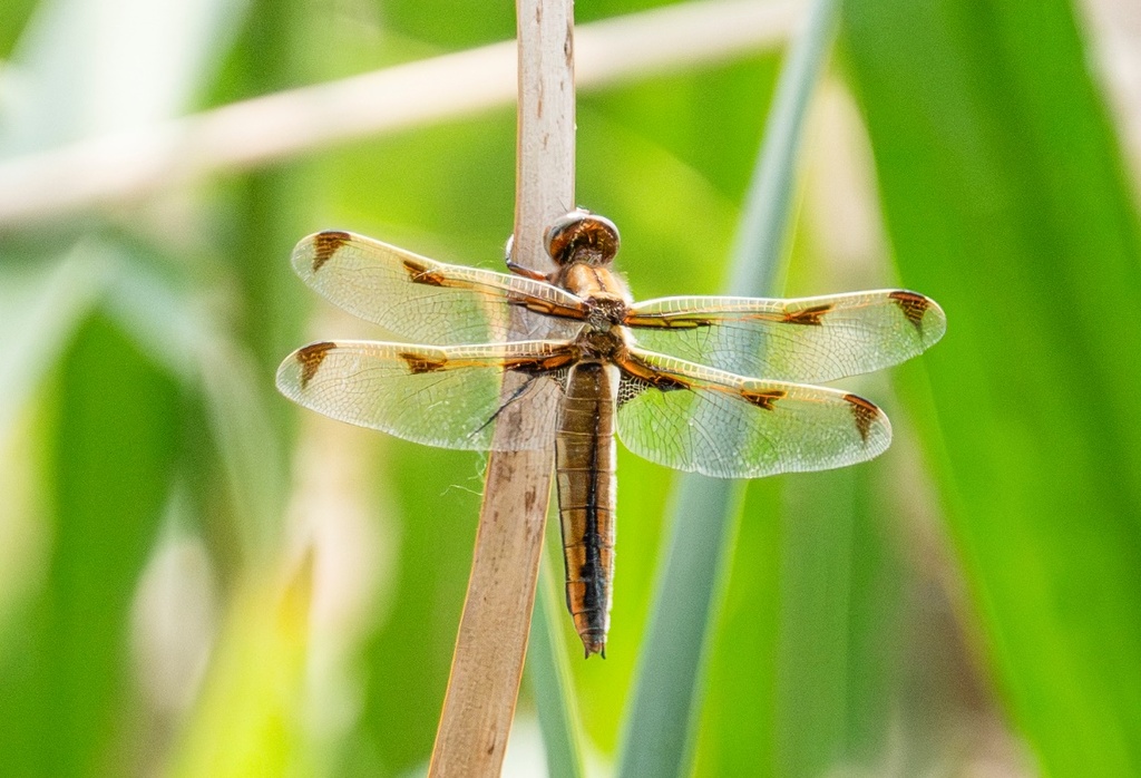 极危”物种,现身白洋淀 极危”物种,现身白洋淀