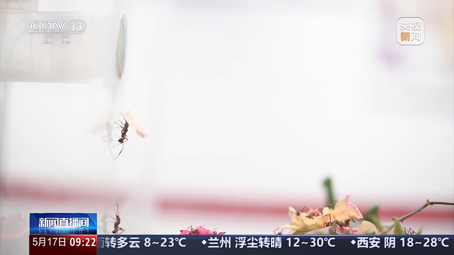 文化中国行丨3000多岁的对“象”、奇幻的昆虫世界……这些博物馆能玩又能学 文化中国行丨3000多岁的对“象”、奇幻的昆虫世界……这些博物馆能玩又能学